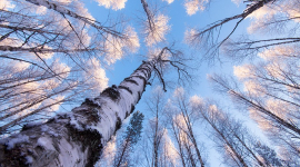 Фотограф-натураліст показав дивовижну природу Фінляндії (ФОТО)