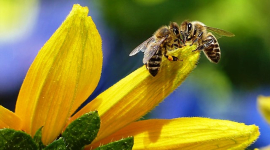 75% меду в усьому світі містять залишки пестицидів