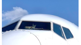 Котика на два тижні забули в порожньому літаку, проте він залишився цілий і навіть залишив про себе нагадування (ФОТО)