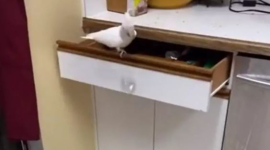 Уморительный попугай оперативно провел инвентаризацию столовых приборов и был очень доволен собой