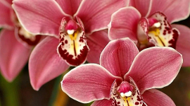 Более 5000 орхидей представили в Королевских ботанических садах Кью в Лондоне (ВИДЕО)