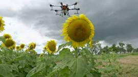 Выросло первое в мире поле подсолнухов, которое посадил дрон (ВИДЕО)