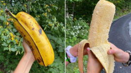Гігантський банан потрапив у соціальні мережі (ФОТО)