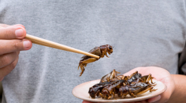 Заміна м'яса комахами: Вплив хітину на людський організм не вивчено (ФОТО)