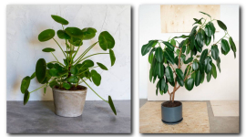 Кімнатні рослини принесуть затишок, красу і здоров'я у ваш дім