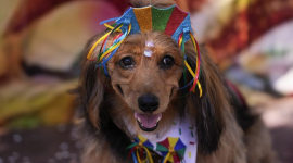 Собачий карнавал "Blocao" с парадом и танцами прошел в Рио-де-Жанейро