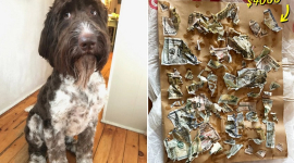 Пес породи Голдендудль з'їв $4,000 готівкою, яку збирали по крихтах (ФОТО)