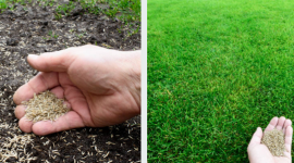 Газонная трава — зелёный ковёр для вашего сада