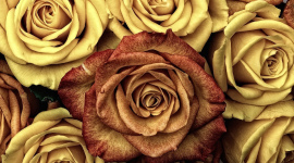 Троянди — актуальний і безпрограшний подарунок на всі часи