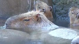 Конкурс на найдовше купання в Японії виграла капібара на ім'я Прун (ВІДЕО)