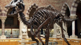 Скам’янілі сліди розкрили несподівану анатомію динозавра з качиним дзьобом (ФОТО)