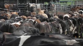 Южноафриканские фермеры несут растущие убытки из-за бушующей ящурной эпидемии