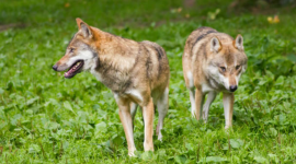 Франция разрешает отстрел около 200 волков для защиты скота 