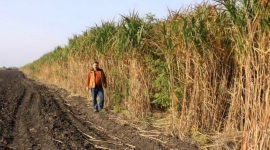 Растение мискантус — самое эффективное биотопливо для украинцев