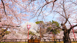 Весна прийшла: в Японії розквітла сакура