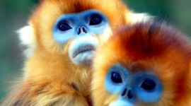 Золотистые обезьяны, названные в честь Роксоланы, действительно имеют что-то общее с человеком