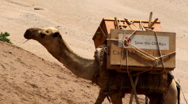 Ефіопська бібліотека на верблюдах допомагає дітям під час пандемії не відставати в навчанні (ФОТО)