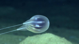 Ученые впервые увидели на видео и описали новый вид глубоководных существ (ФОТО и ВИДЕО)