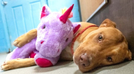 Бездомний пес намагався 5 раз викрасти іграшку. ЇЇ йому купили і знайшли господаря (ФОТО)