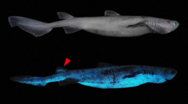  Виявилося, що чорна акула має здатність світитися (ФОТО)