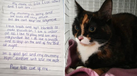 Хозяйка подкинула кошку в приют с душераздирающей запиской