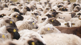 Вівці захищають стародавні будівлі у Помпеях (ВІДЕО)