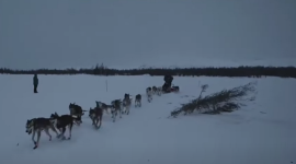 На каюра наложили штраф за неправильное потрошение лося во время гонки Iditarod