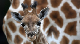 Трехмесячный детеныш жирафа сломал шею и умер в зоопарке в США