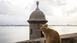 Активисты подали в суд, чтобы защитить "знаменитых бродячих кошек" в Пуэрто-Рико