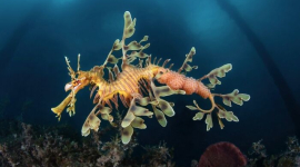 10 заворожуючих підводних фотографій від фіналістів конкурсу Ocean Art Photo Contest 2024 (ФОТО)