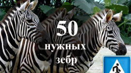 Активисты хотят увеличить в Киеве количество «зебр»