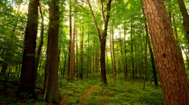 У київських лісах висадили 700 тисяч сосен