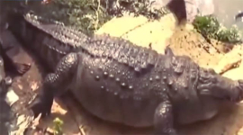 Суеверные бангладешцы до смерти закормили крокодила