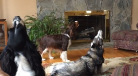 Три собаки стали зірками на YouTube