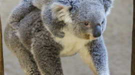 Австралийские власти усыпили семьсот коал
