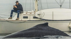 Молодой человек на заметил кита за своим телефоном: фотофакт