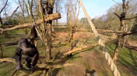 Шимпанзе збив літальний апарат — хіт YouTube