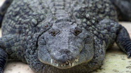 Крокодили прив'язуються до людини