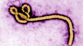 Жертвами Еболи стали вже майже 4,5 тис. людей