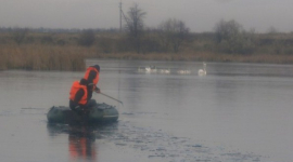 На Київщині врятували примерзлих до криги лебедів