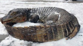 Из-за отключений света умер крокодил в крымском зоопарке