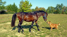 Чому коні й собаки можуть гратися разом, — дослідження (ВІДЕО)