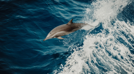 7 надздібностей дельфінів, про які дізналися вчені, — дослідження