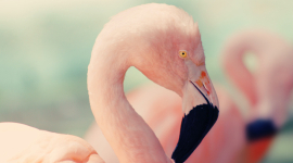 Фламинго ищут себе не только пару, но и добрых друзей, — исследователи