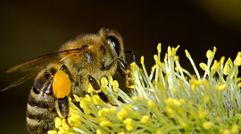 Пчелиный подмор и его целебные свойства