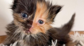 Кошеня-химера з незвичайним забарвленням подарує вам усмішку (ФОТО)