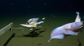 Ученые нашли рыбу на рекордной глубине