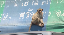 План по усмирению агрессивных уличных обезьян разработали в Таиланде