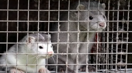 Організація із захисту тварин: Хутра тварин з Китаю можуть переносити віруси (ВІДЕО)
