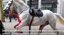 У годину пік у Лондоні стався хаос: 5 військових коней розбіглися від переляку під час навчань (ВІДЕО)